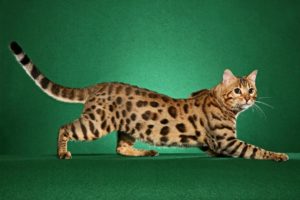 Описание и характер пятнистой породы кошки
