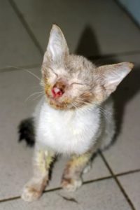 Симптомы и лечение кальцевирусной инфекции у кошек
