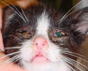 лечение кальцевирусной инфекции у кошек