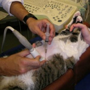Как лечатся трипельфосфаты в моче у кошки и опасны ли они