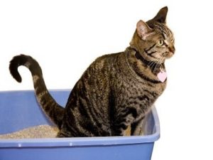 Как можно приготовить слабительное для кошек в домашних условиях