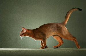 Какая существует самая быстрая кошка в мире