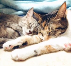 снотворные средства для кошек