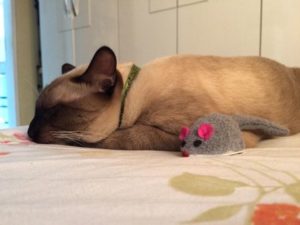 Какие выбрать успокоительные и снотворные средства для кошек