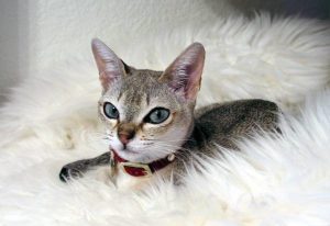 Описание и характер сингапурской кошки