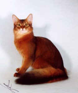Описание и характер сомалийской кошки 