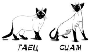 Основные отличия сиамской кошки от тайской