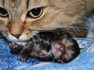 «Правильные» выделения и уход за кошкой после родов