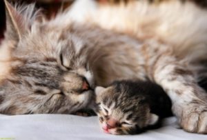 Почему появились кровяные выделения у кошки после родов и лечение