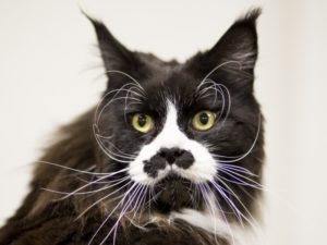 Почему у кошки выпадают усы и что это значит