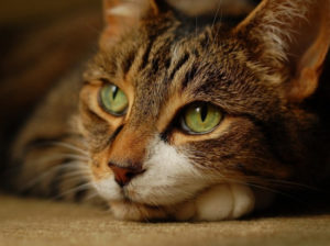 У кошки выпадают усы – это нормально или патология