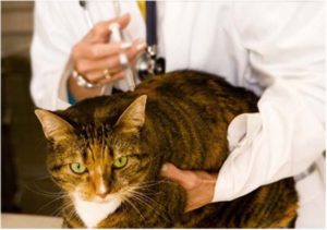 Симптомы и лечение простуды у кошек