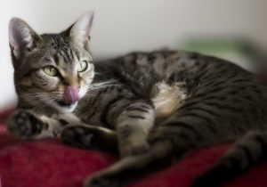 Симптомы и лечение стоматита у кошек