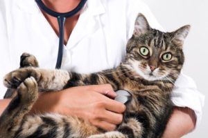 лечение стоматита у кошек