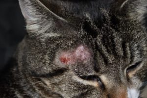 Симптомы и лечение стригущего лишая у кошек