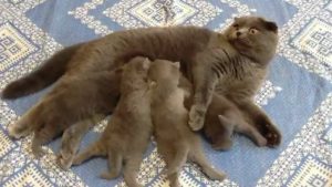 Сколько дней ходят беременными шотландские вислоухие кошки