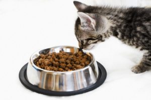 Сравнение сухих кормов для кошек и их рейтинг 