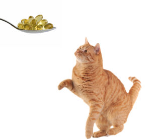 Стоит ли давать рыбий жир для кошек