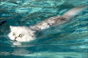 Есть ли водоплавающие кошки