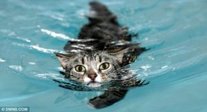  кошки плавают