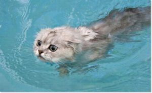 Умеют ли кошки плавать