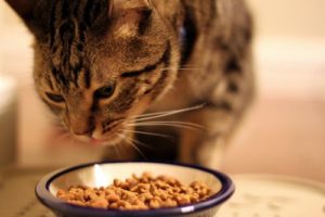 Чем и как правильно кормить британскую кошку 