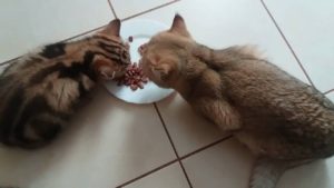 как правильно кормить британскую кошку 
