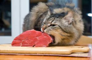 Каким кормом кормить котенка