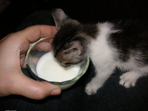 Чем можно кормить котенка в 1 месяц, оставшегося без кошки