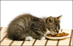 Чем можно кормить котенка в 1 месяц