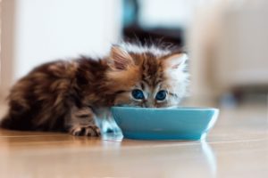 Сколько пищи нужно котенку