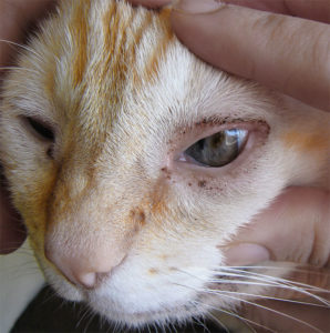 Что делать и как лечить, если у кошки гноятся глаза