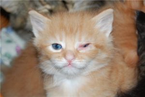 Породы кошек склонные к заболеваниям органов зрения