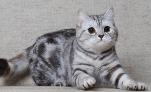 описание шотландской короткошерстной кошки