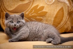 Хорошие имена и клички для котов и кошек британцев
