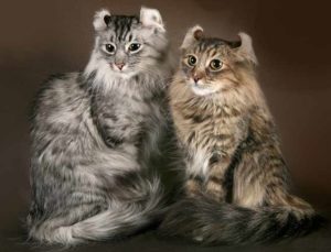 Описание и характер кошки американский керл 