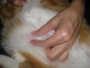 Почему появляется шишка на животе у кошки и как ее лечить