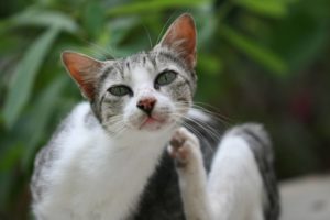Симптомы и лечение чесоточного клеща у кошек