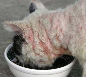 лечение чесоточного клеща у кошек