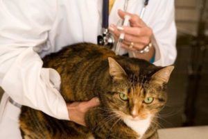 Симптомы и лечение эклампсии у кошек