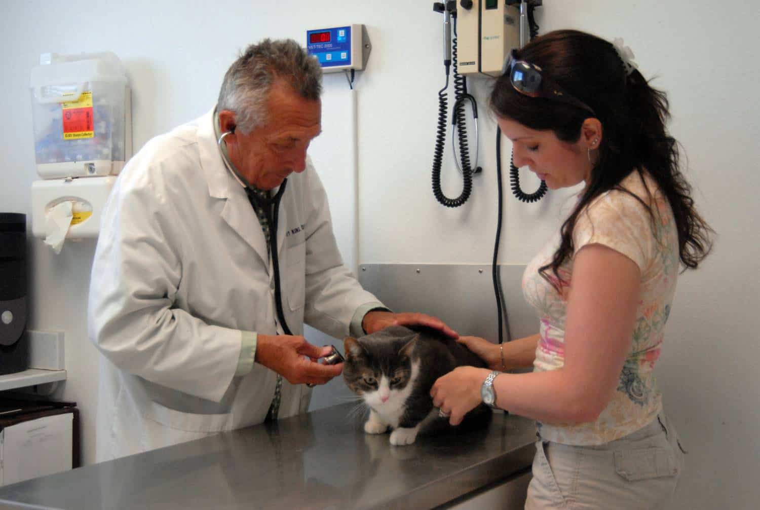 Ветеринарный врач приема. Осмотр животного. Ветеринар с кошкой. Котенок у ветеринара. На приеме у ветеринара.