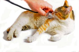 лечение энтерита у кошек 