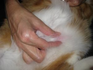 Симптомы и лечение фибросаркомы у кошек