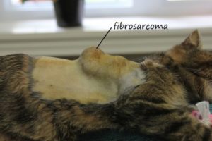 лечение фибросаркомы у кошек