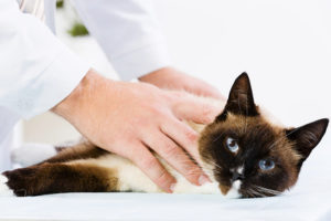 лечение хронической почечной недостаточности у кошек