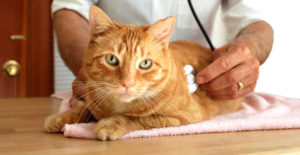 Симптомы и лечение цистита у кошек