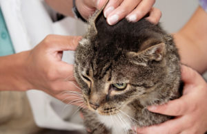 лечение ушного клеща у кошек