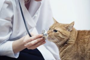 Симптомы и лечение воспаления параанальных желез у кошек