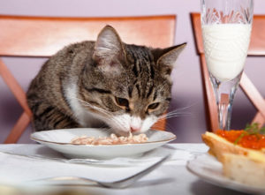 Какая еда считается опасной для кошек
