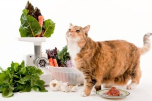 Какая еда опасная для кошек